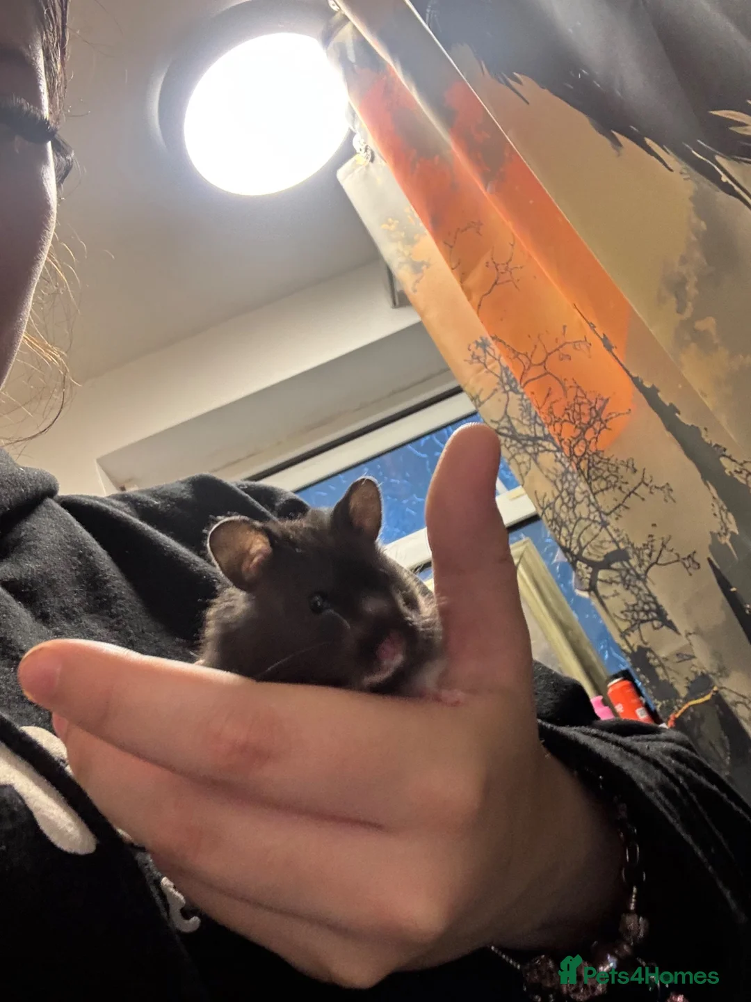 Hamster rodents for sale: hamster  in Kenilworth - Advert 1