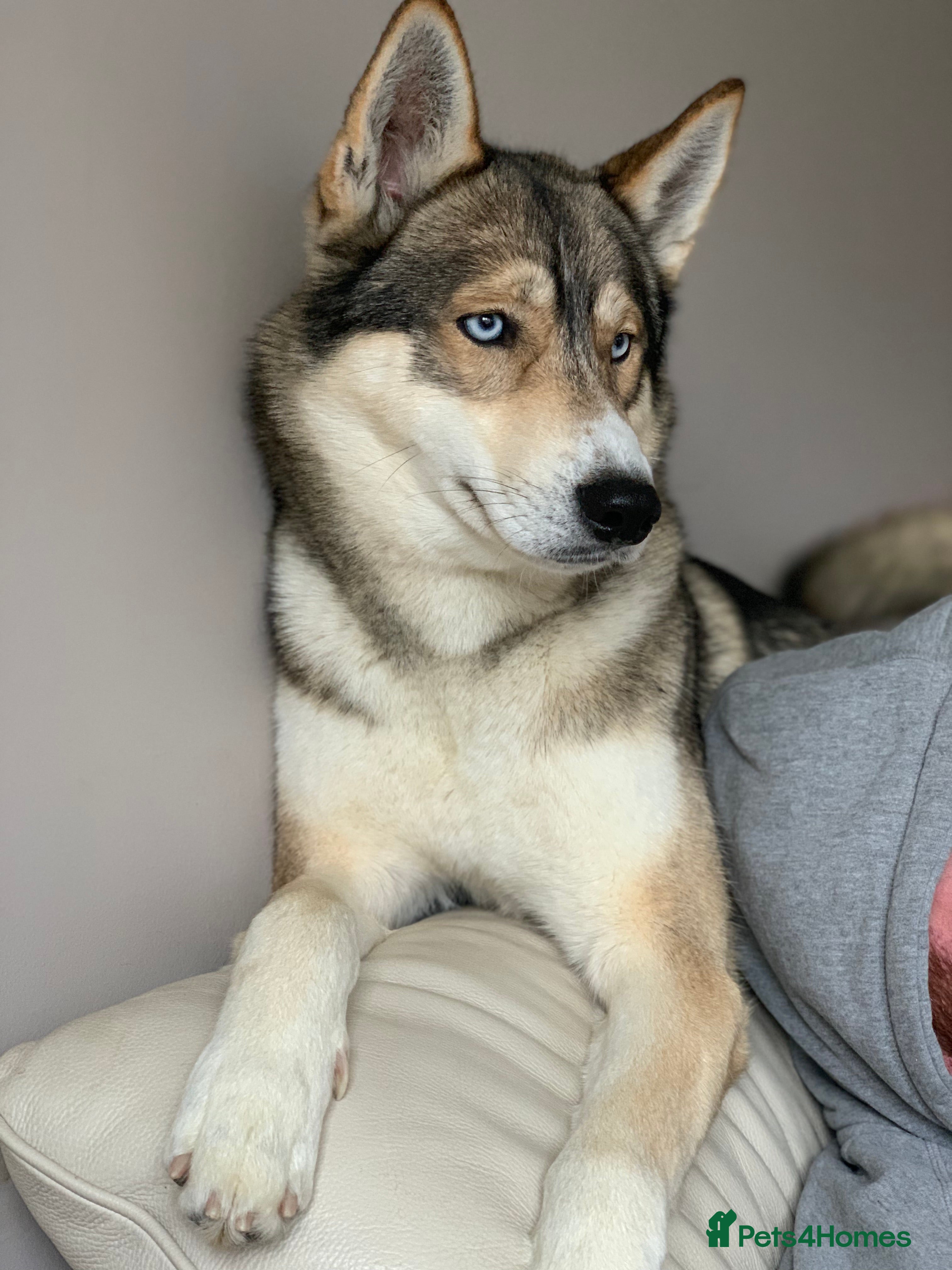 Siberian Husky dogs EXTREMELY RARE SABLE AGOUTI SIBERIAN HUSKY STUD in Coalville - Advert 6