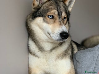 Siberian Husky dogs in Coalville - Advert 6