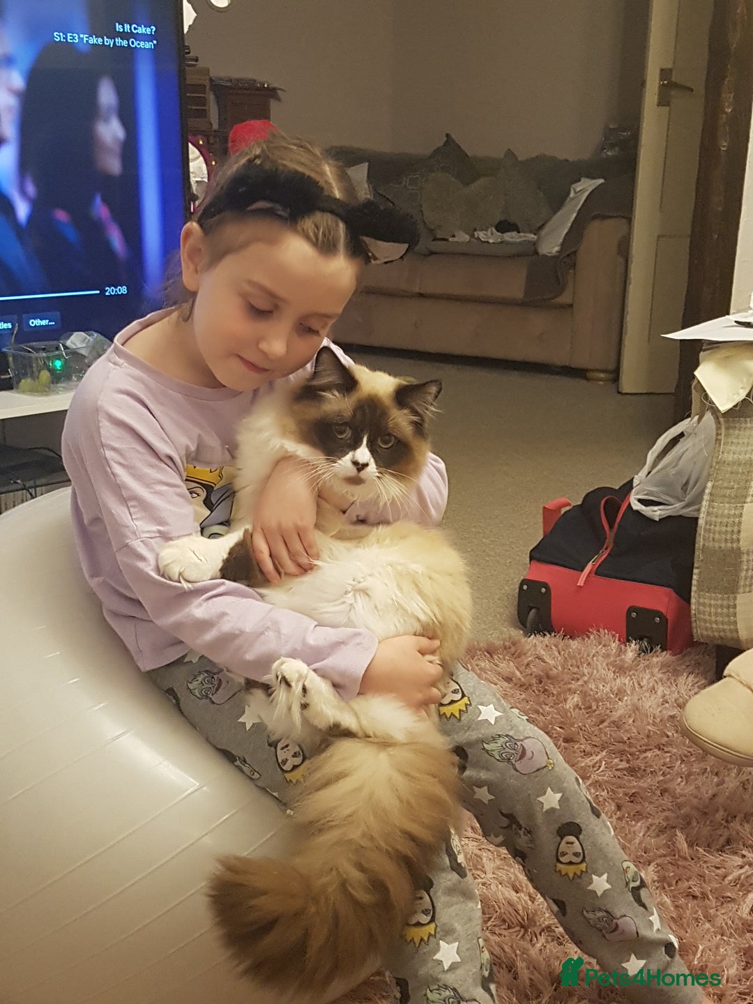 Ragdoll cats for sale: Beautiful mischievous blue eye ragdoll babies - Advert 2