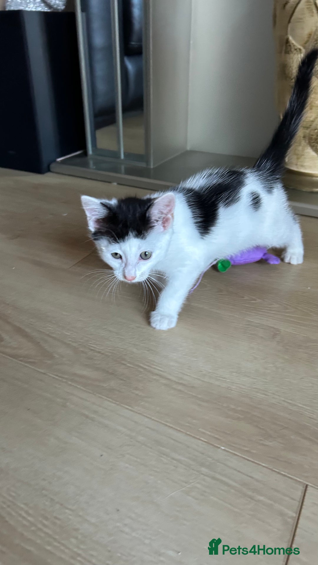 Mixed Breed cats for sale: Kitten looking for new home  - Image 5