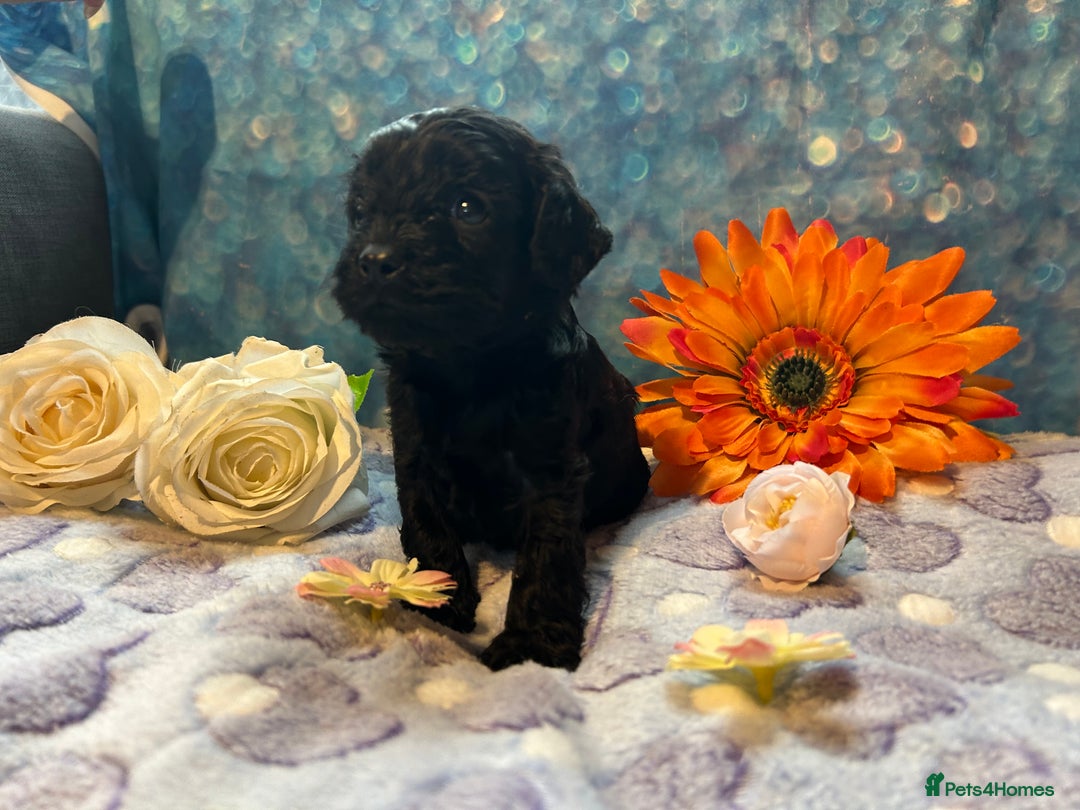 Cavapoo dogs for sale: F1 Cavapoo puppies 🐶  - Advert 8