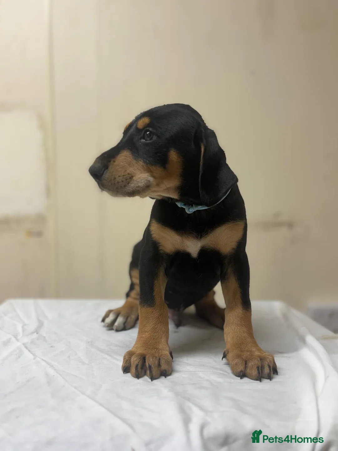 Mixed Breed dogs for sale: Lurcher x dobermen in Doncaster - Advert 6