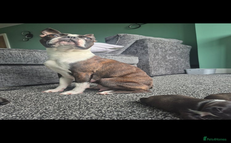 Boston Terrier dogs - Advert 2