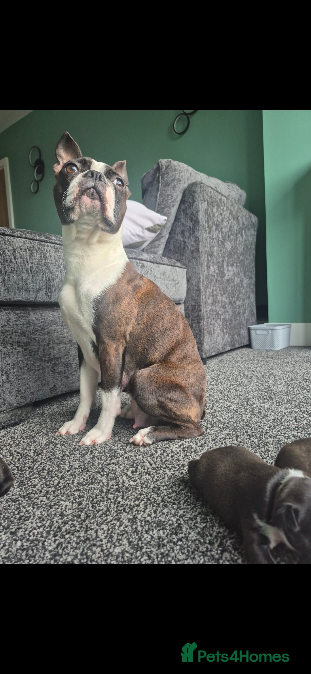 Boston Terrier dogs for sale: Ready to leave in time for the October holidays 😀 - Image 5