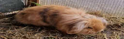 Lionhead rabbits for sale: Beautiful Female lionhead lop eader rabbits  - Advert 4