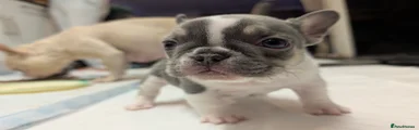 French Bulldog Puppy 4