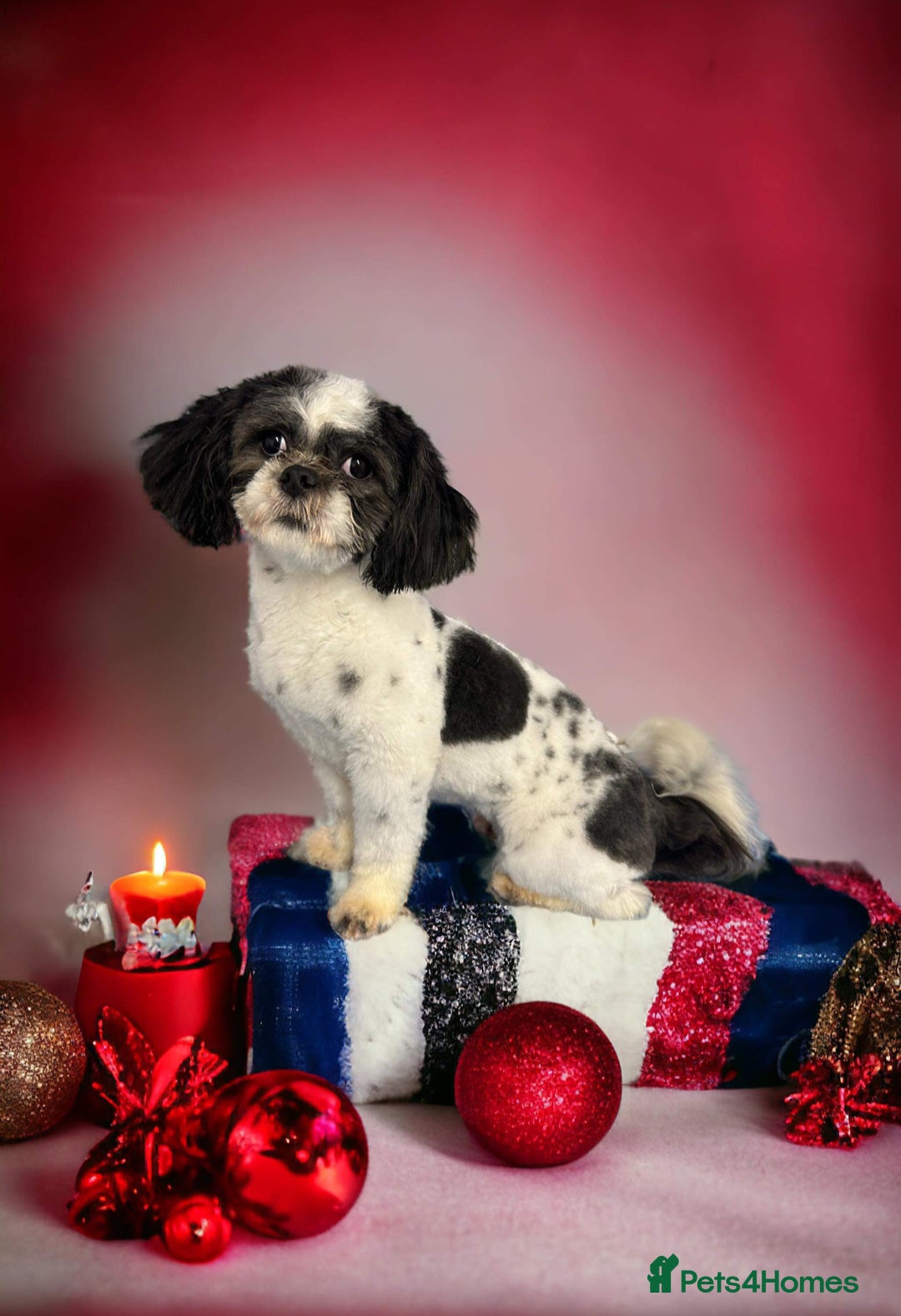 Lhasa Apso dogs for sale: Lhasa apso puppies 🐶 - Advert 2