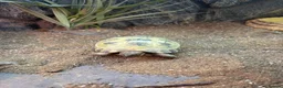 Tortoise reptiles for sale: 2 Horsefield tortoises for rehoming  - Advert 2