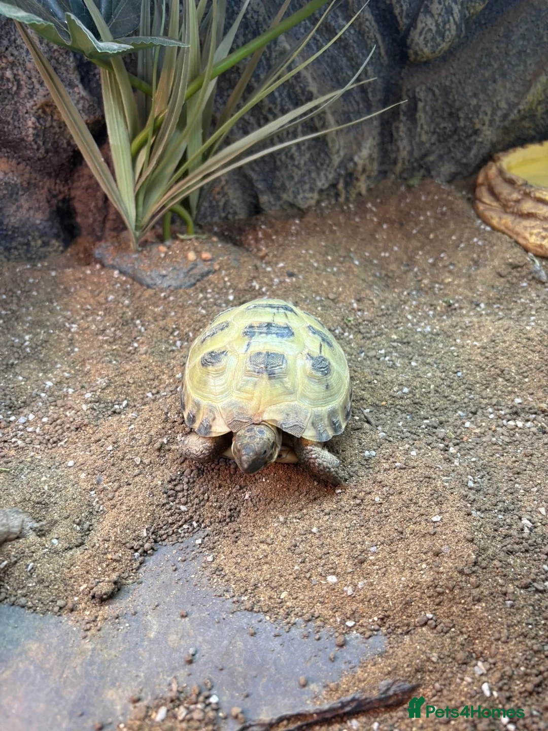 Tortoise reptiles for sale: 2 Horsefield tortoises for rehoming  - Advert 2