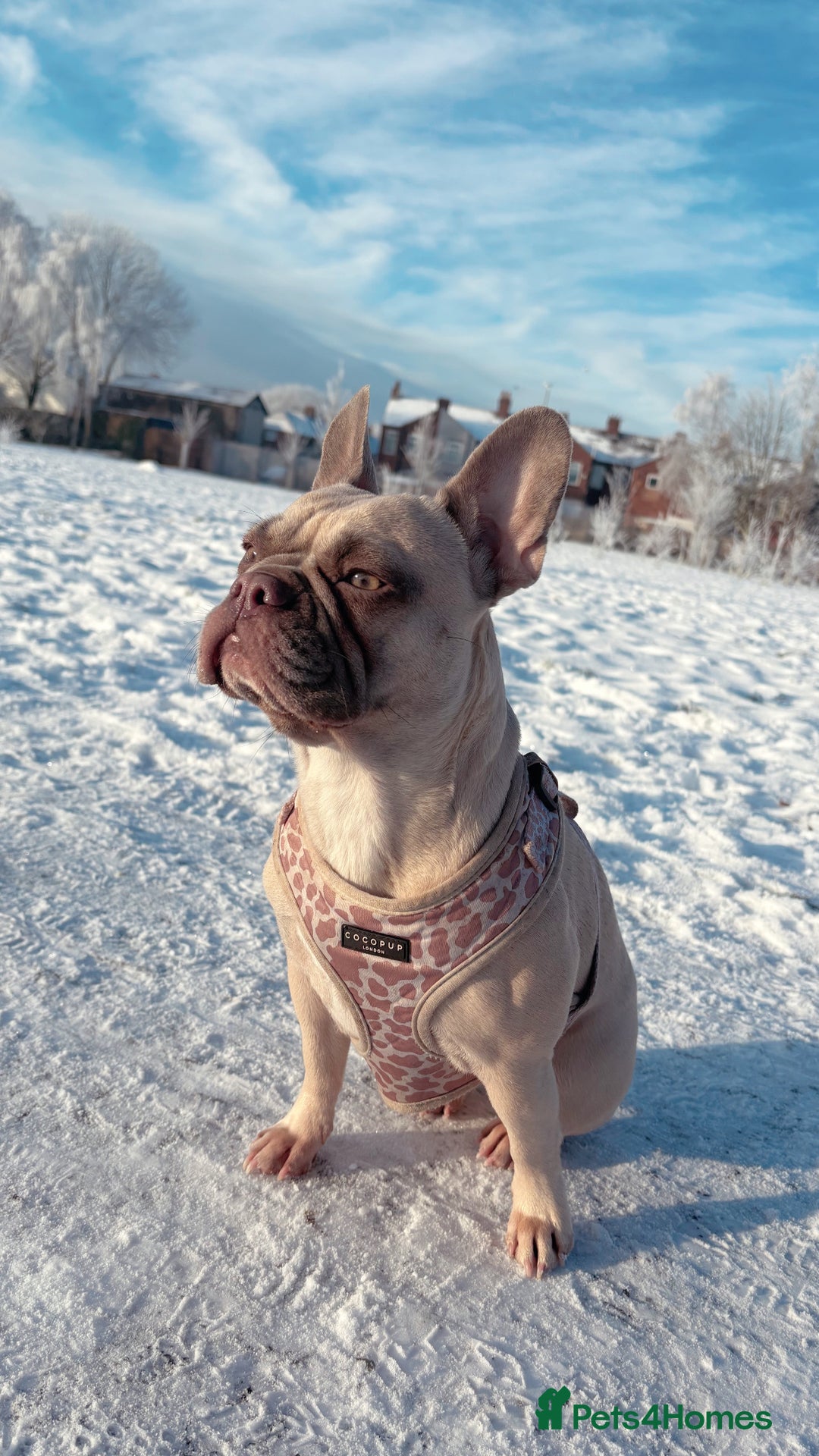 French Bulldog dogs for sale: Little Nala Bear looking for her New home  - Image 2