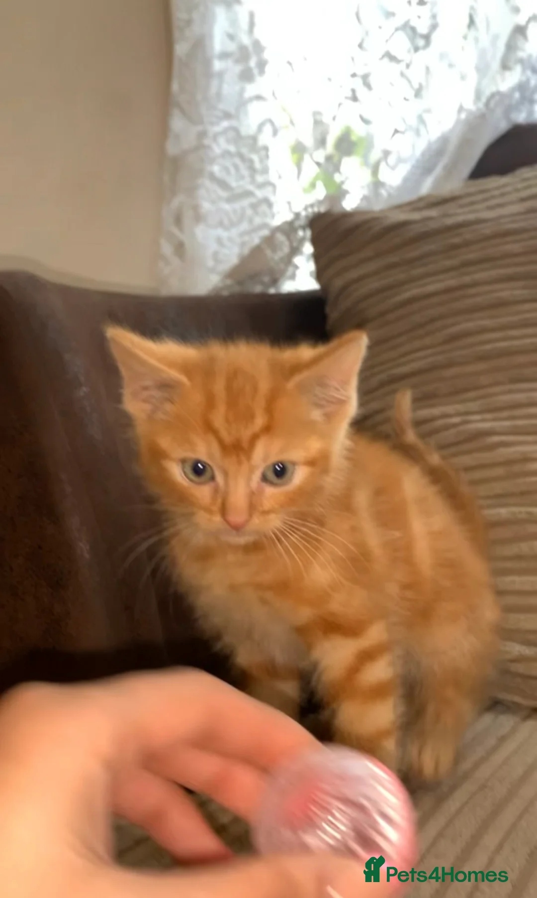 Mixed Breed cats for sale: Beautiful kitten - Advert 3