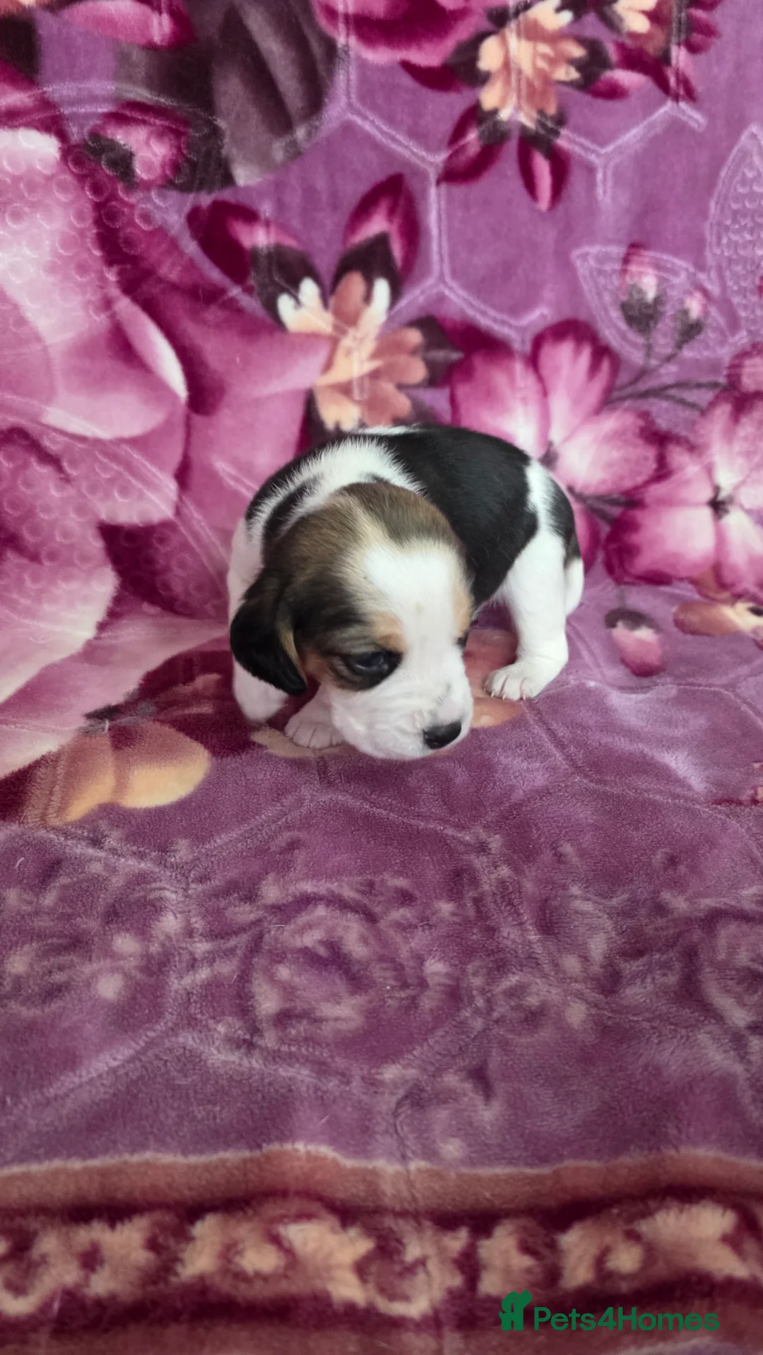 Beagle dogs for sale: Beautiful Beagle puppies looking for loving homes - Advert 27