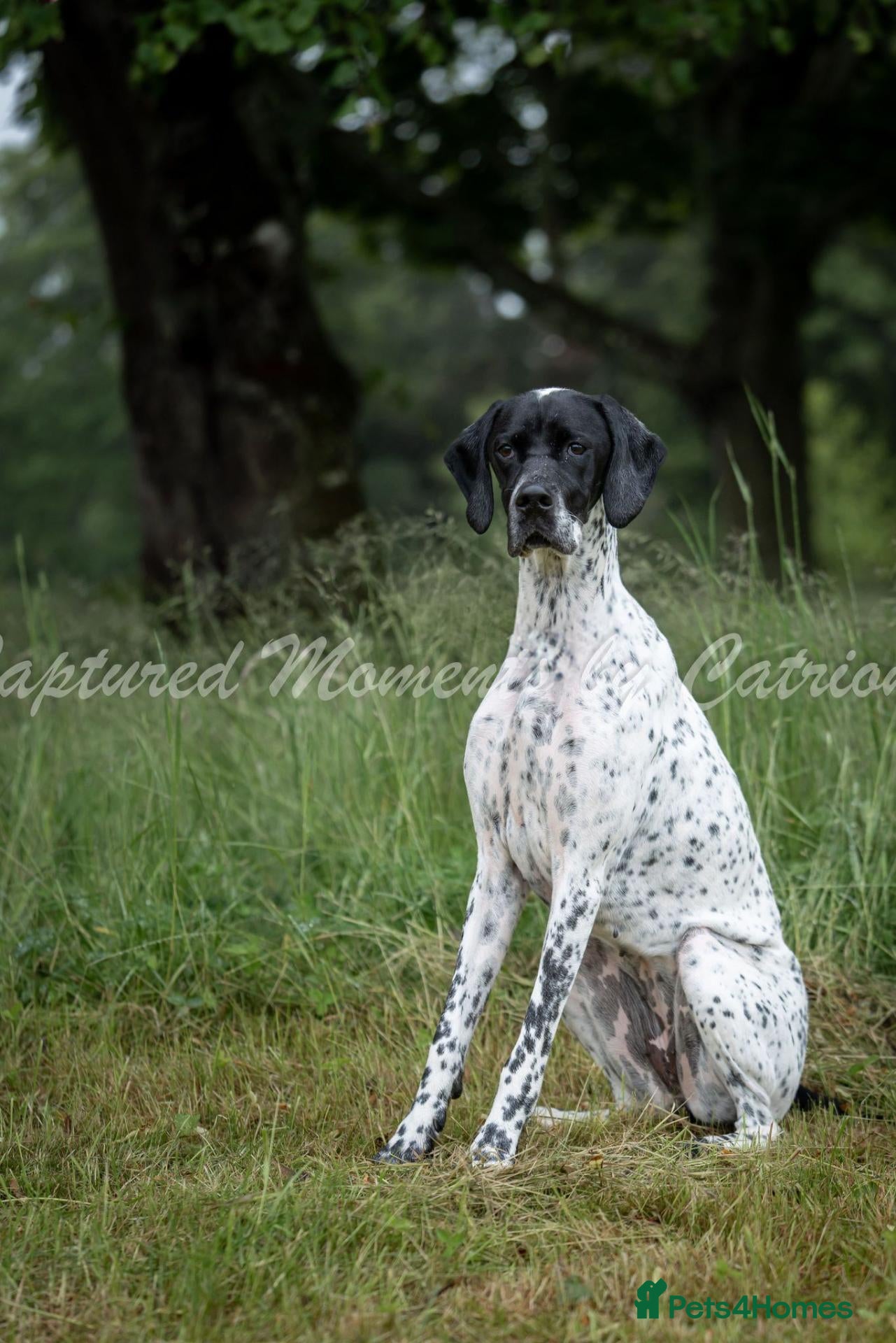 Pointer dogs Pointer Pups - Advert 4