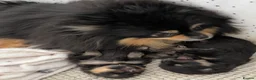 Pomeranian dogs for sale: 👑 Exclusive Rare Black & Tan Pomeranians 👑 - Advert 2