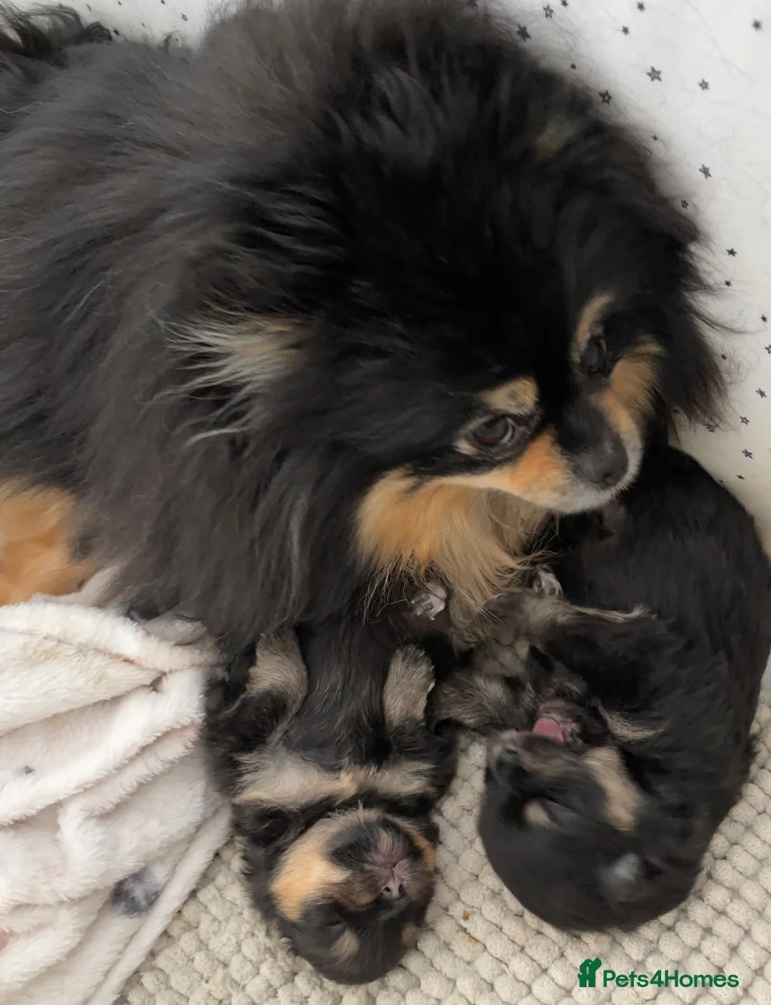 Pomeranian dogs for sale: 👑 Exclusive Rare Black & Tan Pomeranians 👑 - Advert 2