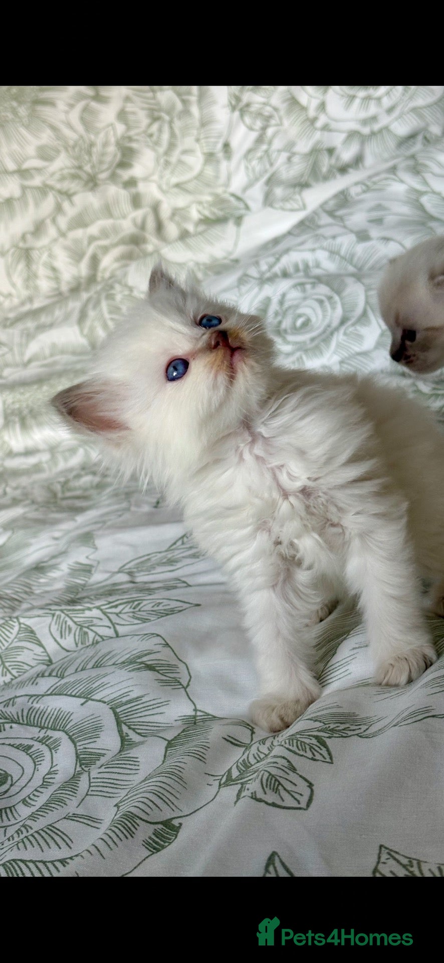 Ragdoll cats 🌸 Exceptional GCCF Babies 🌸 - Advert 6