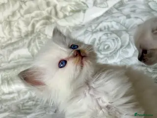Ragdoll cats 🌸 Exceptional GCCF Babies 🌸 - Advert 6