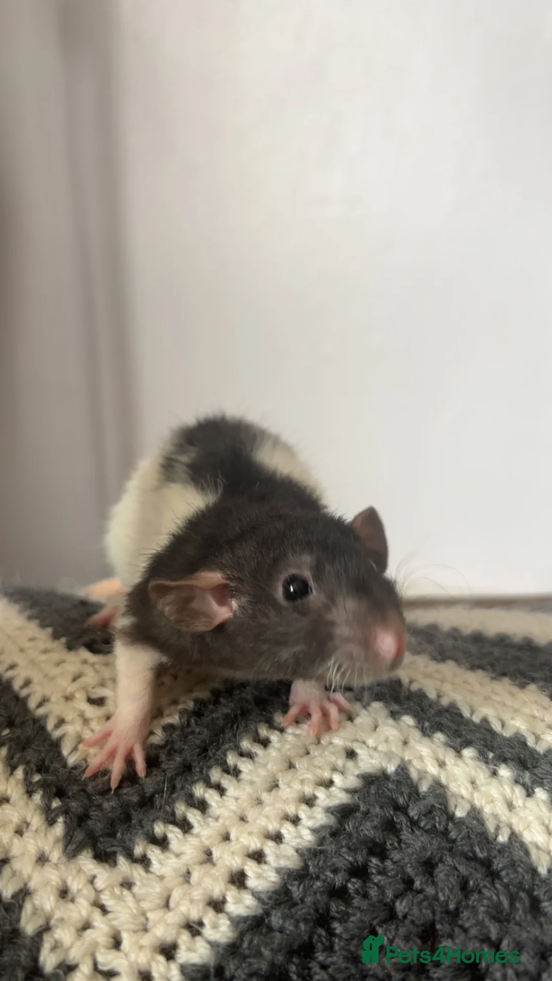 Rat rodents for sale: Black dumbo rex hooded bucks (males) - Advert 2