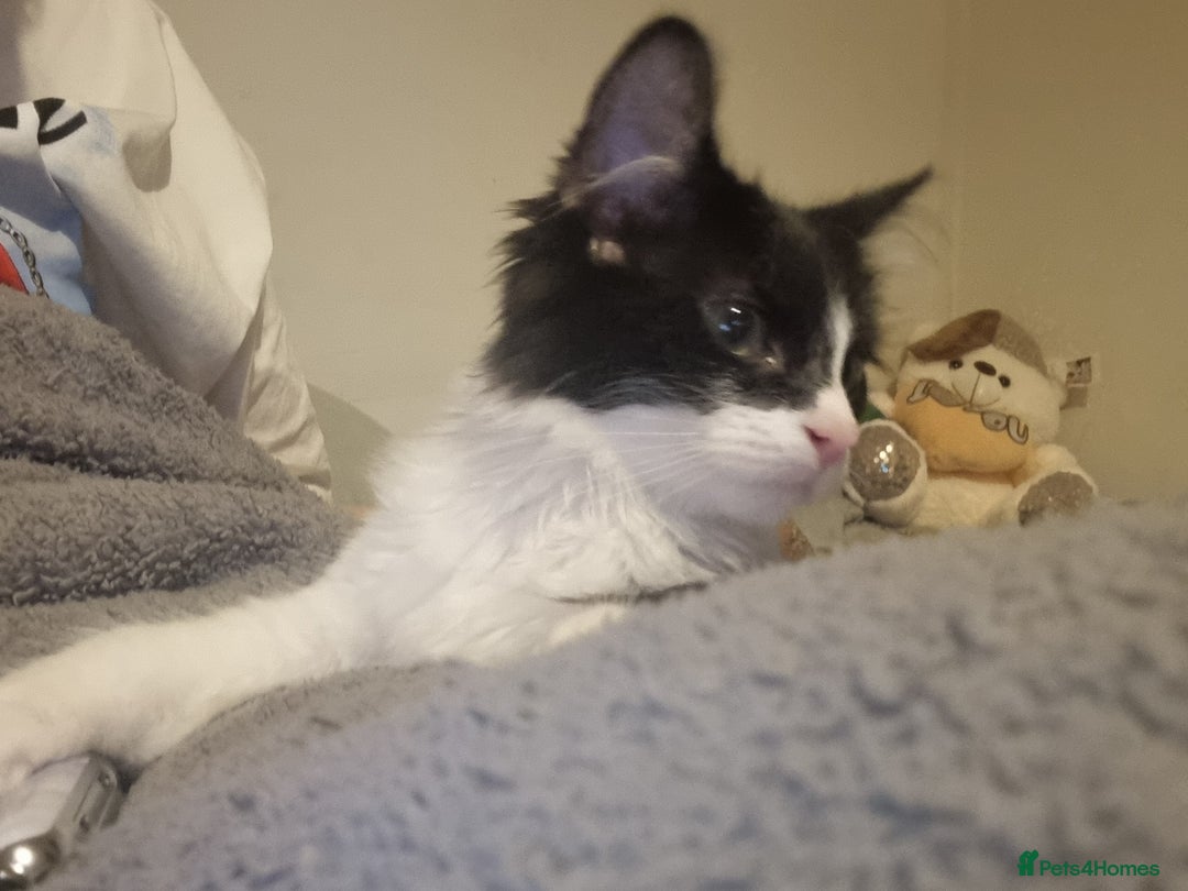 Maine Coon cats for sale: 2 male kittens £200 for both - Image 2