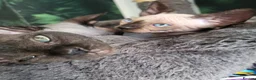 Sphynx cats for sale: Little kittens sphynx  - Advert 9
