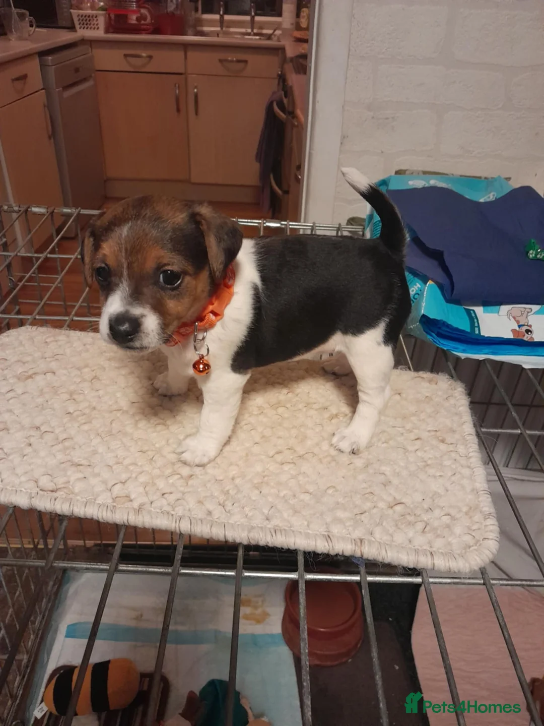 Jack Russell dogs for sale: Jack Russell  in Hull - Advert 1