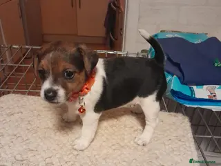 Jack Russell dogs Jack Russell - Advert 1