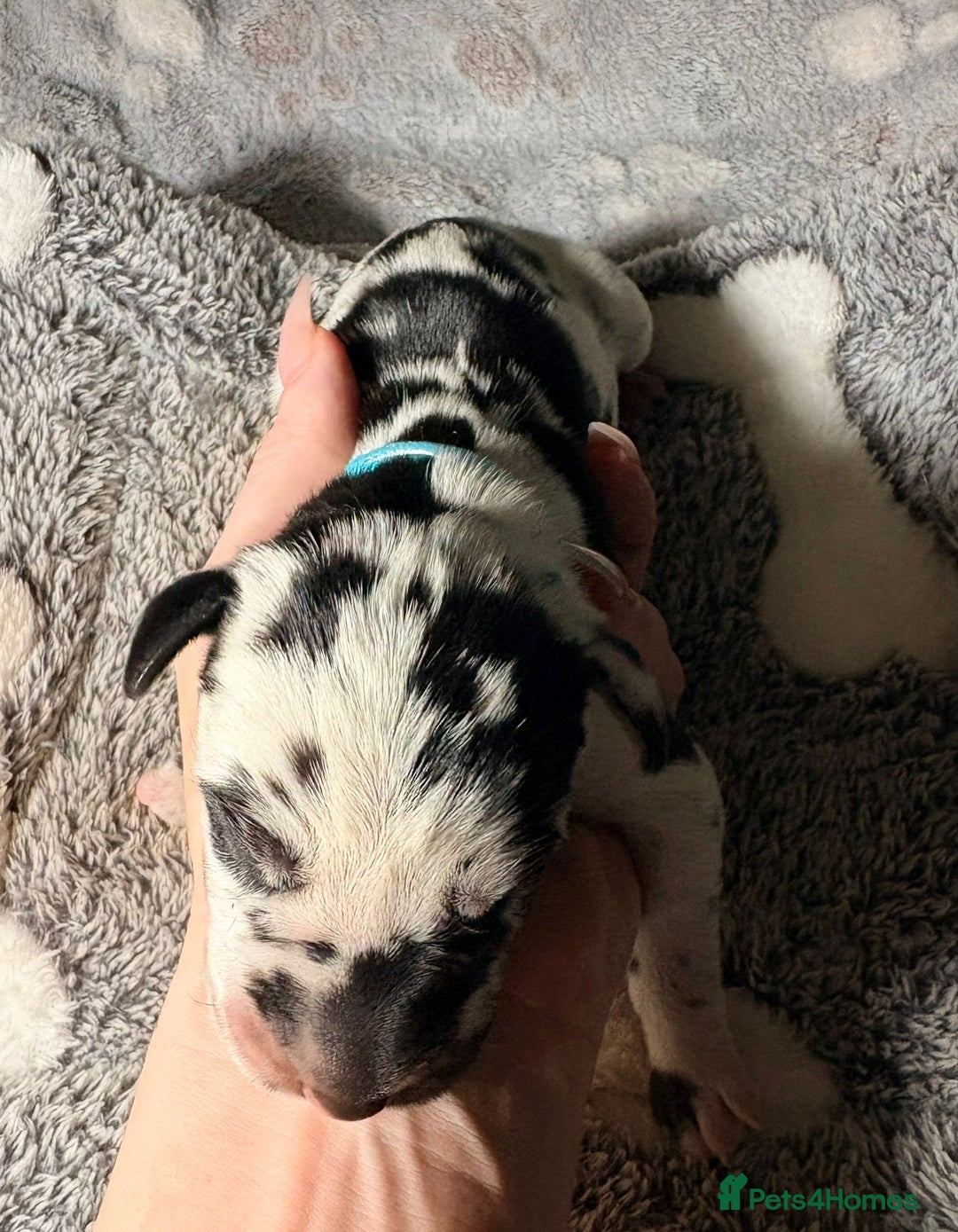 Great Dane dogs for sale: 12x healthy Great Dane puppies - Advert 4