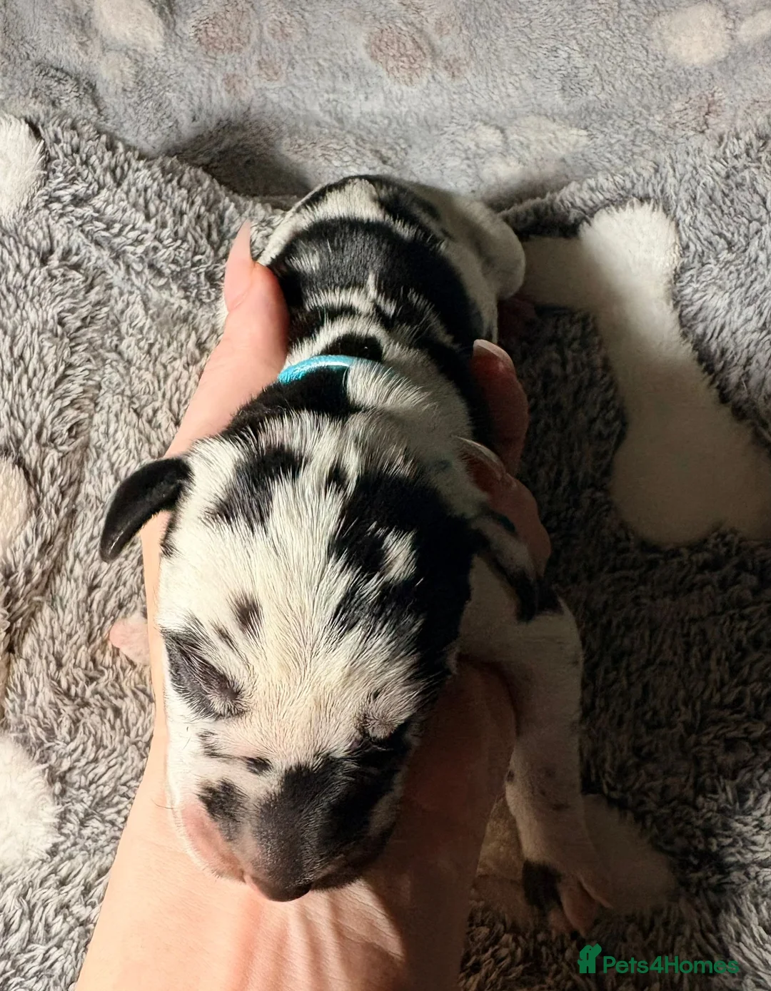 Great Dane dogs for sale: *** Only 3 remaining *** Great Dane puppies - Advert 13
