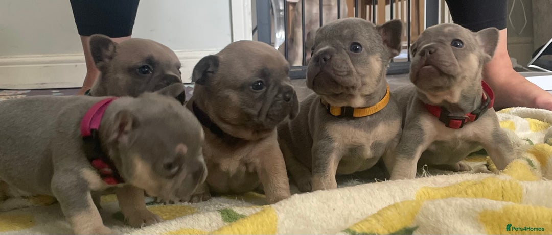 French Bulldog dogs for sale: French bulldog puppies - Image 2