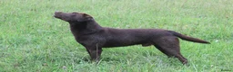Labrador Retriever dogs for stud: 0/0 Hips and Elbows Proven Chocolate Labrador Stud in Totnes - Advert 3