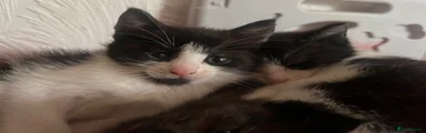 Kitten 3