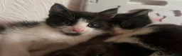 Mixed Breed cats for sale: Beautiful Mixed-Breed Kittens - Ready early July - Advert 7