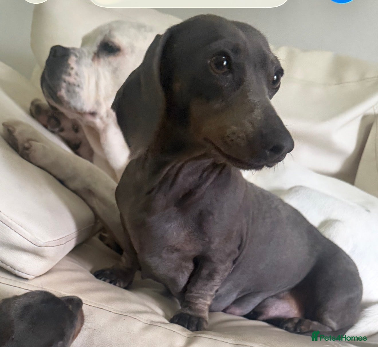 Miniature Dachshund dogs Miniature dashcund puppies  - Advert 1