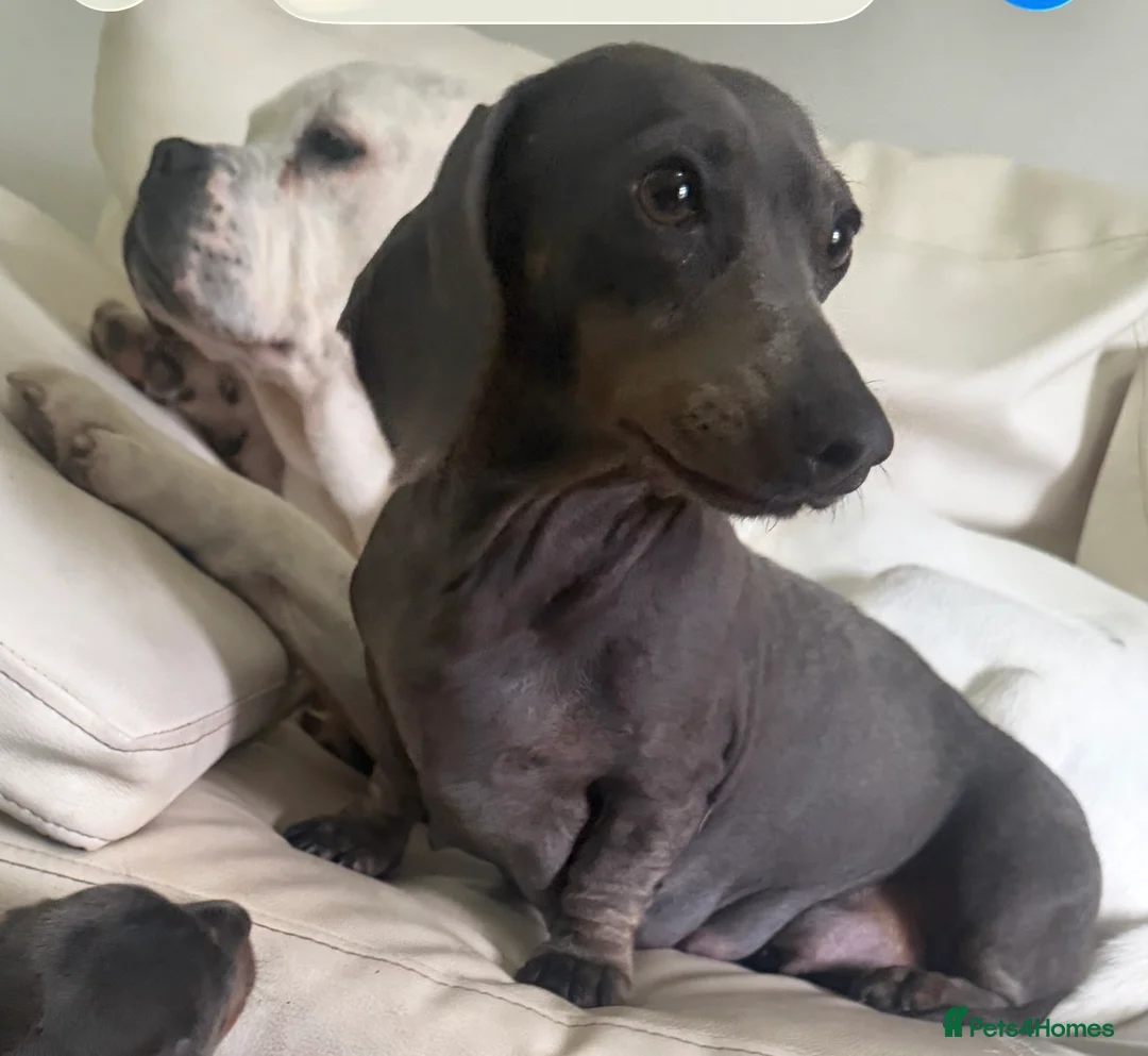 Miniature Dachshund dogs for sale: Miniature dashcund puppies  in Swansea - Advert 1