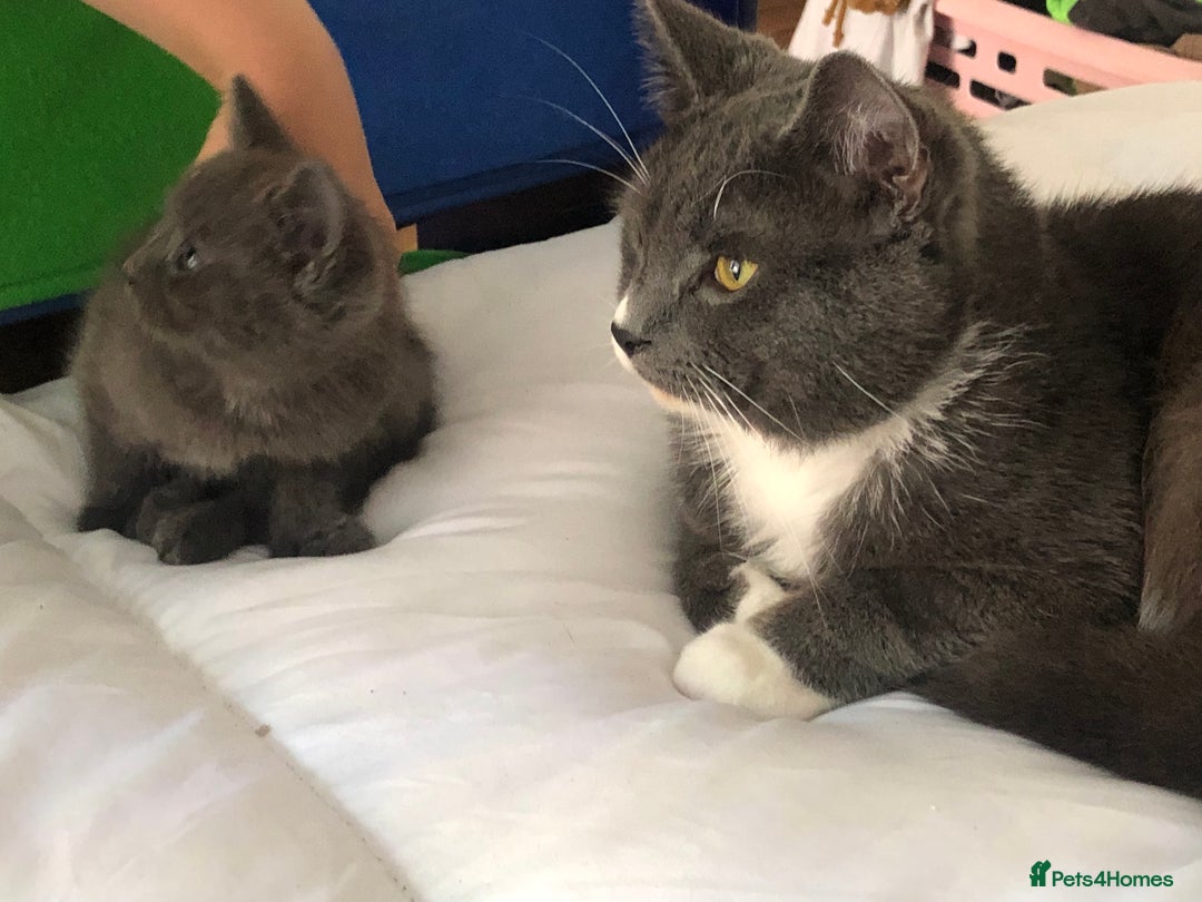 British Shorthair cats for sale: Shorthair x Maincoon kittens for sale - Image 5