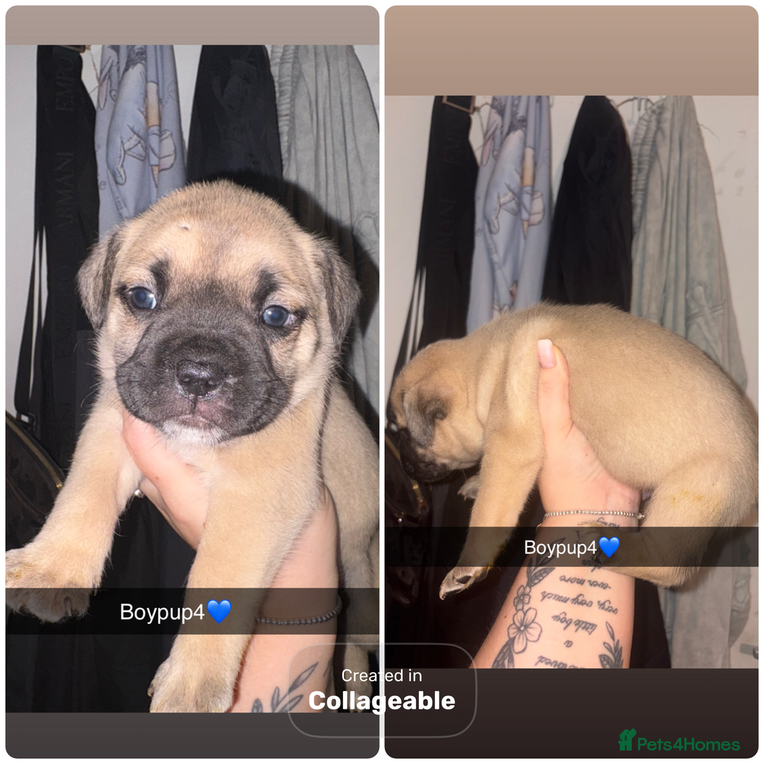 Mixed Breed dogs for sale: Puppies looking for their forever homes.  - Advert 7