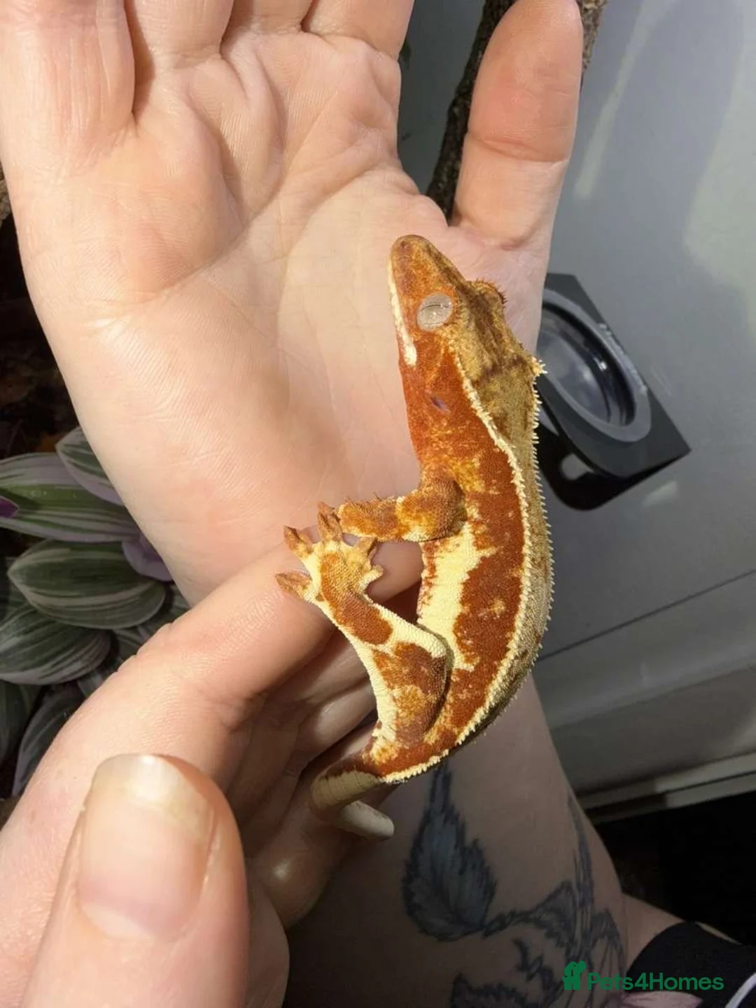 Gecko reptiles for sale: Red Lilly white crested gecko with full setup - Advert 4