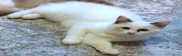 Ragdoll cats for sale: Beautiful GCCF Reg Ragdoll Kitten - Advert 2
