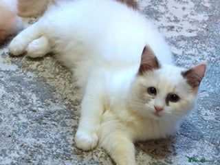 Ragdoll cats Beautiful GCCF Reg Ragdoll Kitten - Advert 1