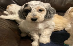 Cockapoo dogs for sale: Beautiful cockapoo puppy’s  - Image 24