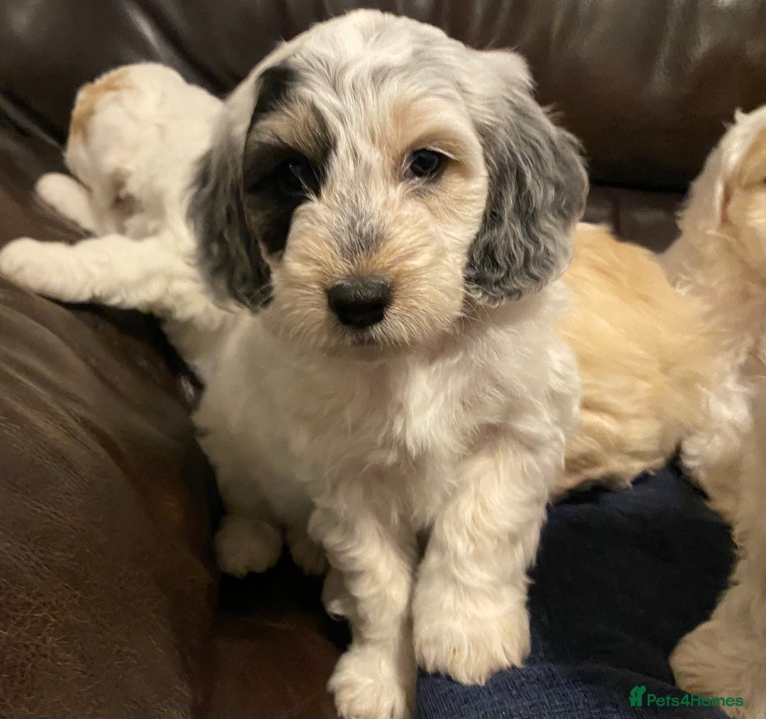 Cockapoo dogs for sale: Beautiful cockapoo puppy’s  - Image 24