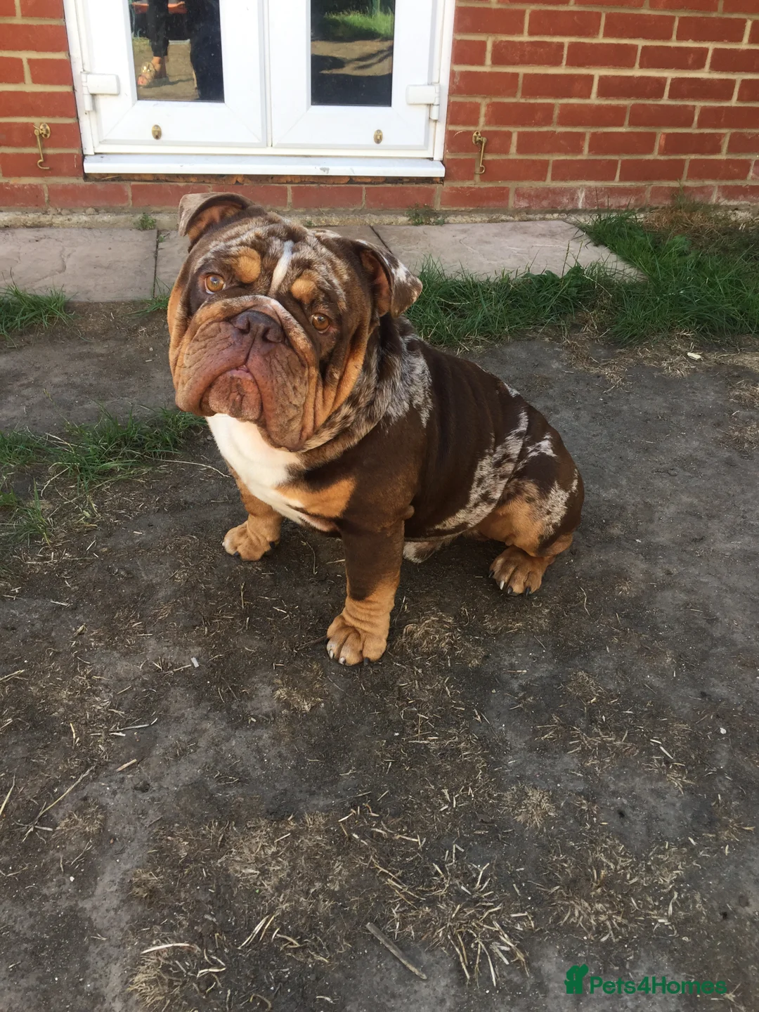 English Bulldog dogs for stud: 💙🍫FRANK🍫💙 in Southampton - Advert 14