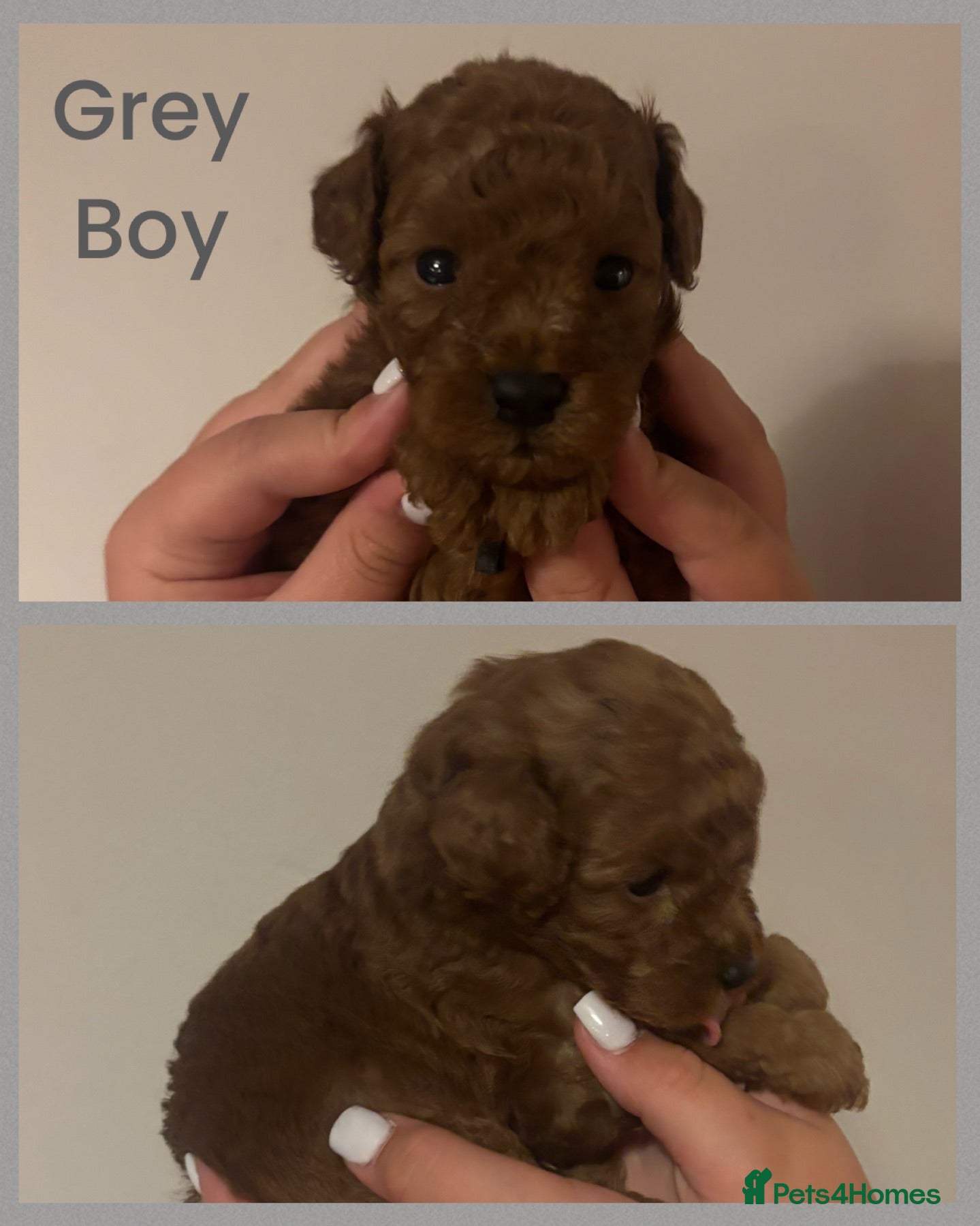 Toy Poodle dogs Tiny Toy ×Asian Poodle Puppies Ready 21/09/26 - Advert 19