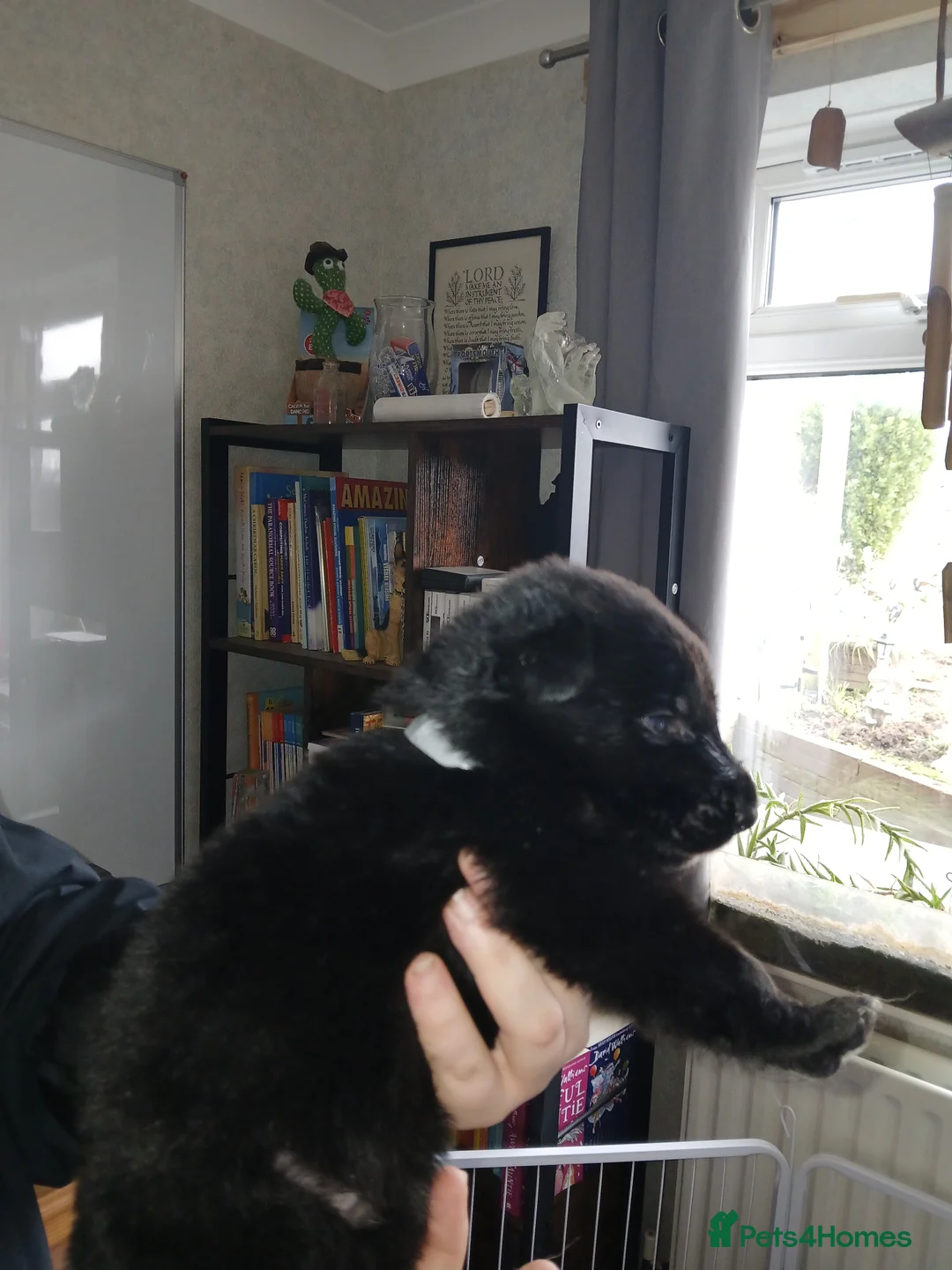 German Shepherd dogs for sale: German shepards puppies - Advert 17