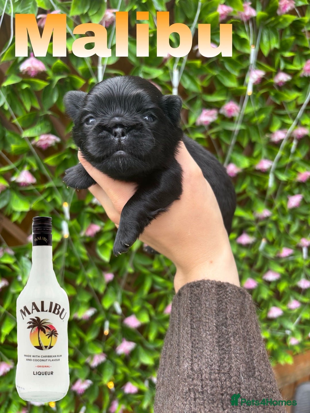 Pug dogs for sale: Kc registered pugs  - Image 5