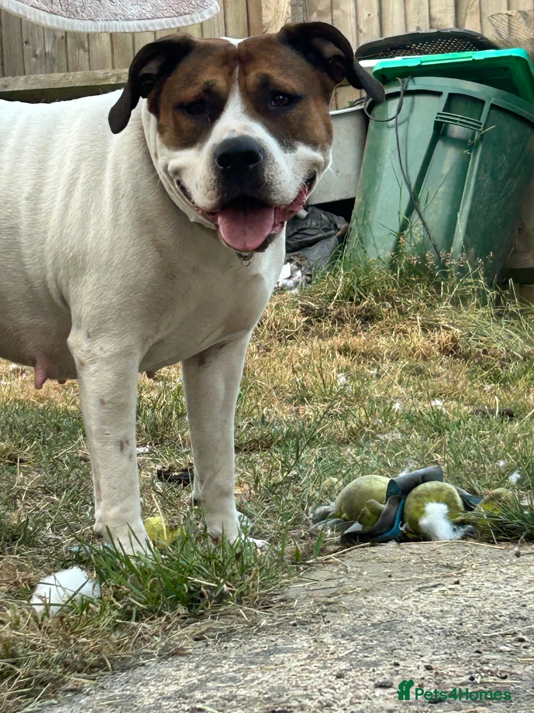Mixed Breed dogs for sale: american bulldog cross staff - Advert 1