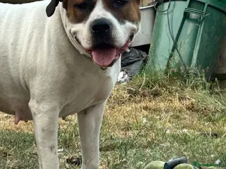 Mixed Breed dogs american bulldog cross staff - Advert 1