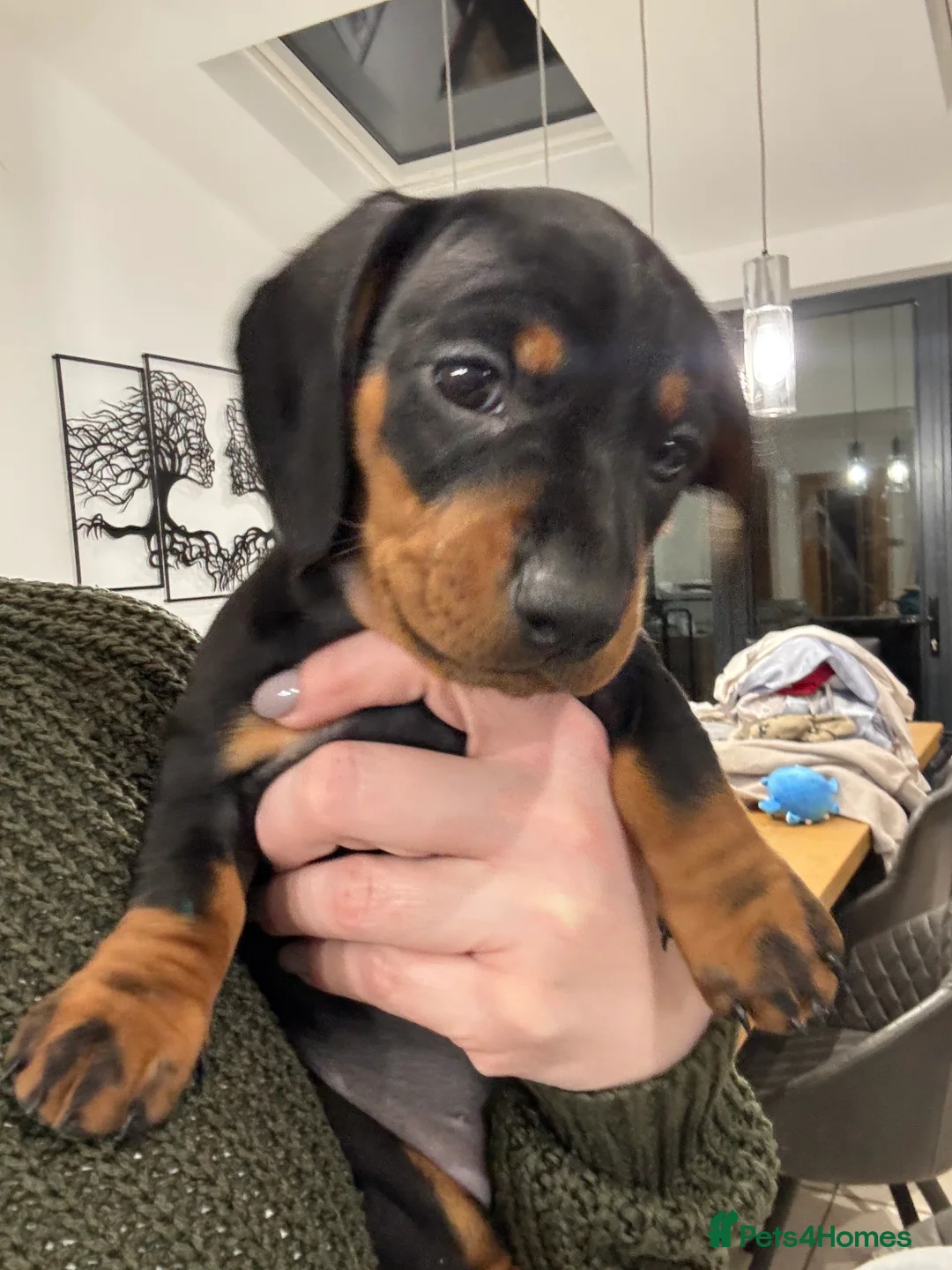 Dachshund dogs for sale: Black and Tan dachshund  in Sheerness - Advert 1