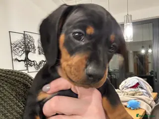 Dachshund dogs Black and Tan dachshund in Sheerness - Advert 5
